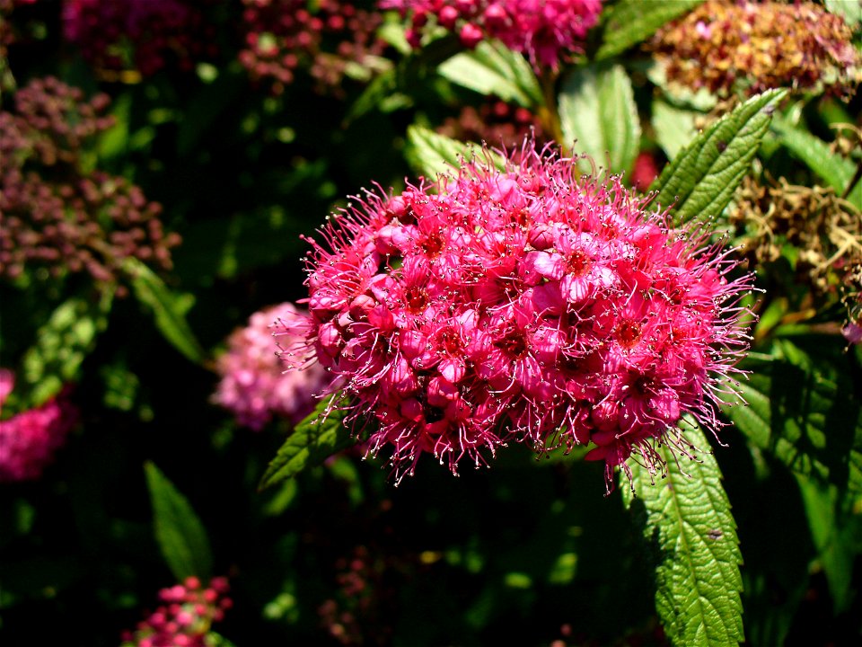 I am the originator of this photo. I hold the copyright. I release it to the public domain. This photo depicts flowers of Spiraea japonica.
