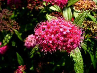I am the originator of this photo. I hold the copyright. I release it to the public domain. This photo depicts flowers of Spiraea japonica. photo