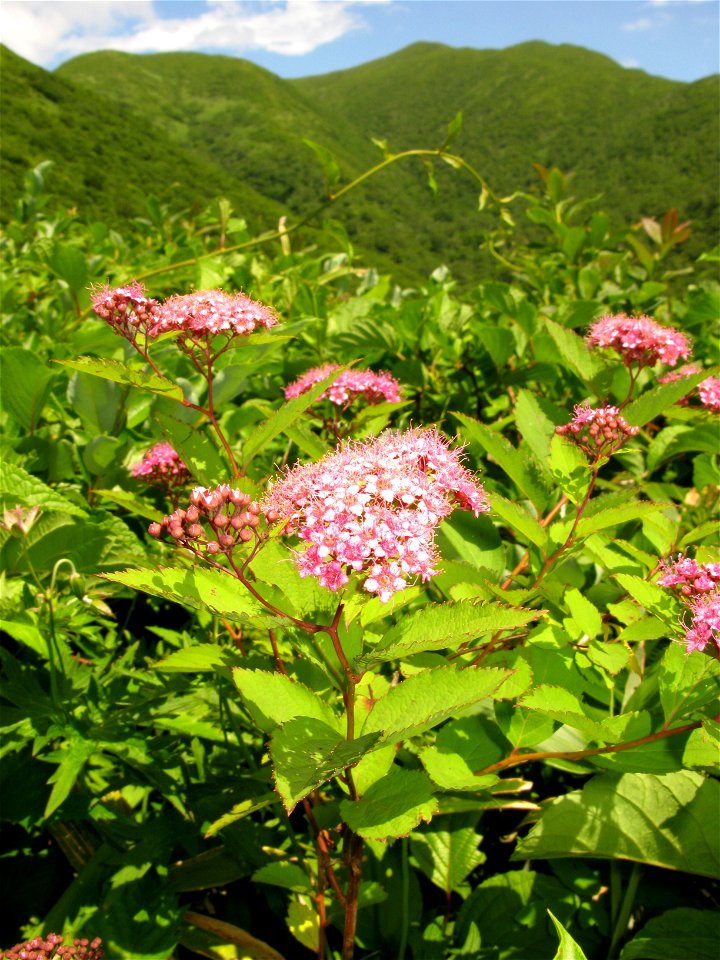Spiraea japonica ,Aizu area,Fukushima pref.,Japan