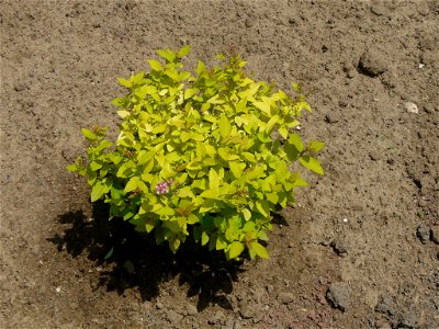 Wonderful sunny leaf plant for borders and accents photo