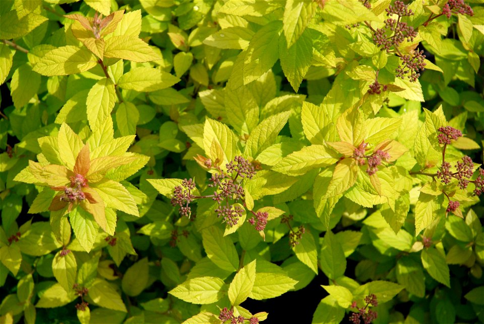 Spiraea japonica 'Golden Princess'. This photo has been taken in Belgium.