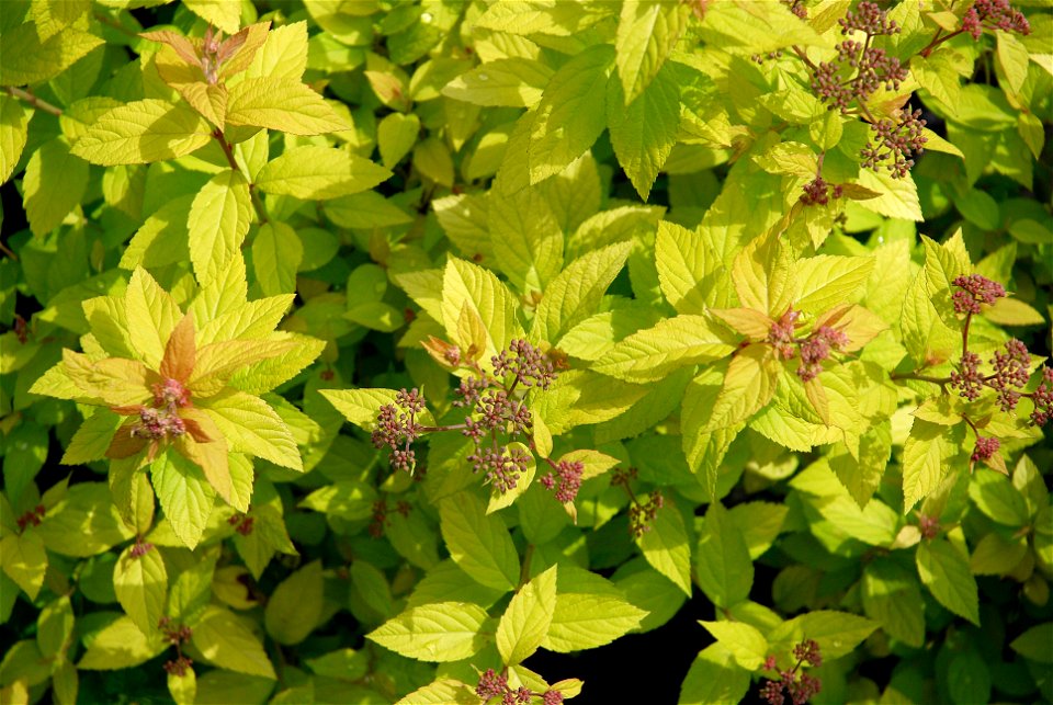 Spiraea japonica 'Golden Princess'. This photo has been taken in Belgium. photo