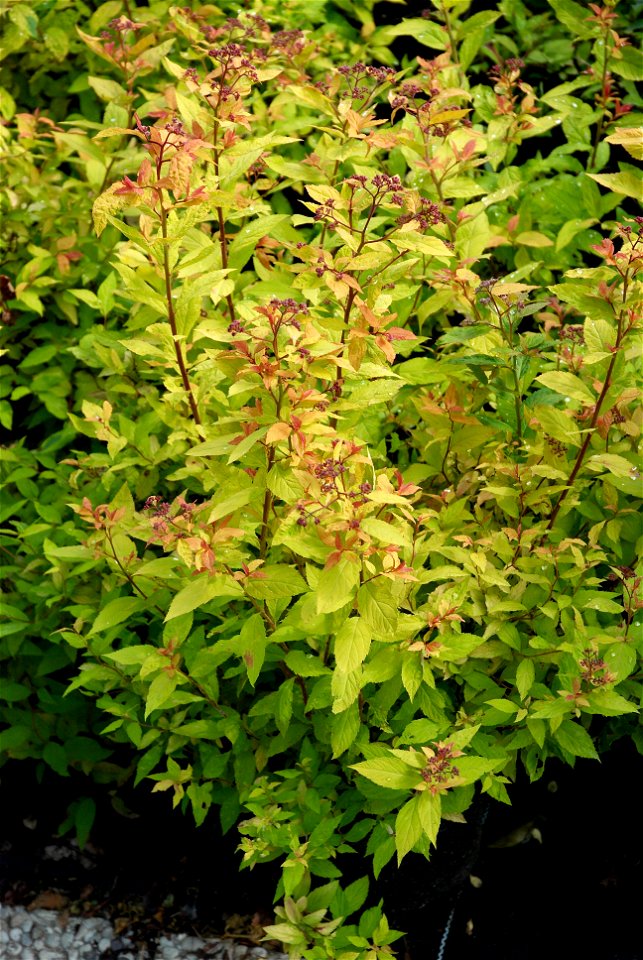 Spiraea japonica 'Goldflame'. This photo has been taken in Belgium.