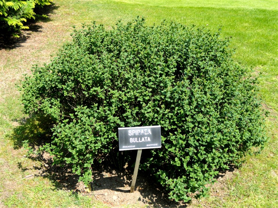 Spiraea japonica var. bullata. Botanical specimen on the grounds of the Villa Taranto (Verbania), Lake Maggiore, Italy.