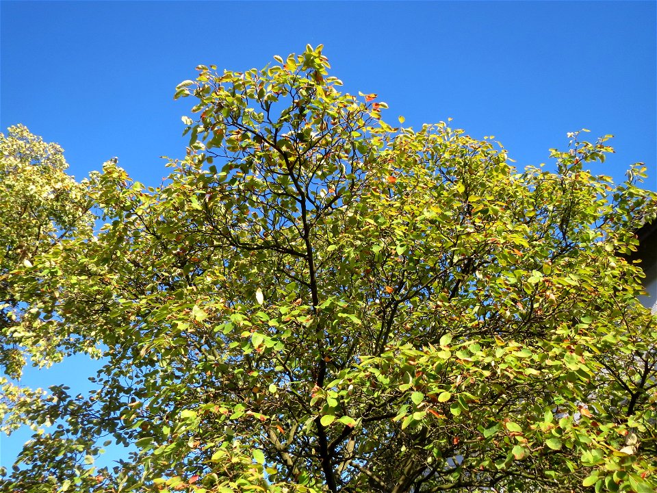 Kupfer-Felsenbirne (Amelanchier lamarckii) in Hockenheim