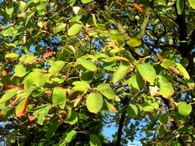Kupfer-Felsenbirne (Amelanchier lamarckii) in Hockenheim