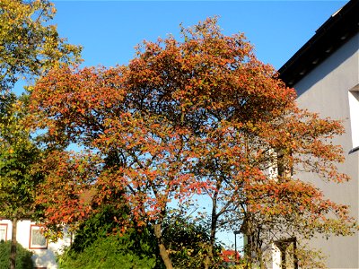 Kupfer-Felsenbirne (Amelanchier lamarckii) in Hockenheim