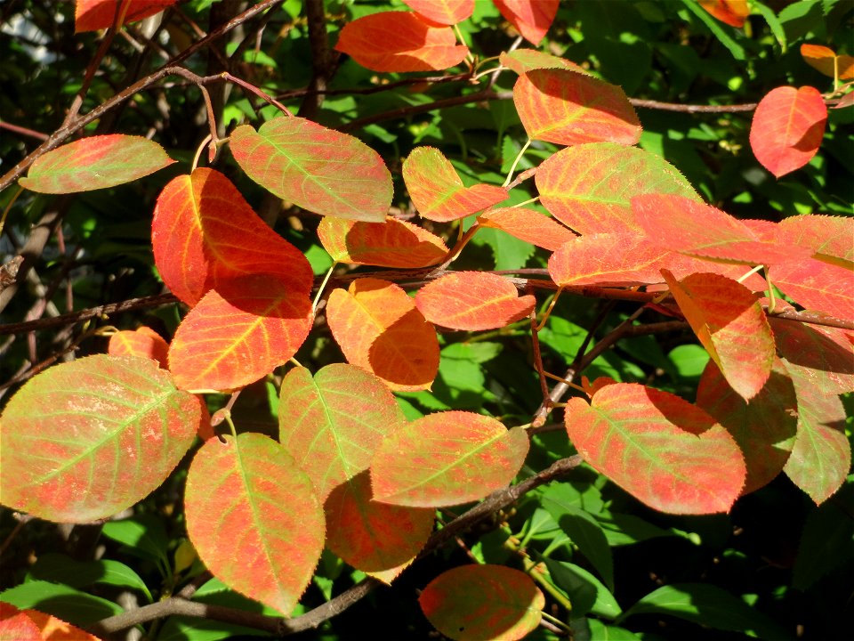 Kupfer-Felsenbirne (Amelanchier lamarckii) an der Bismarckstraße in Saarbrücken