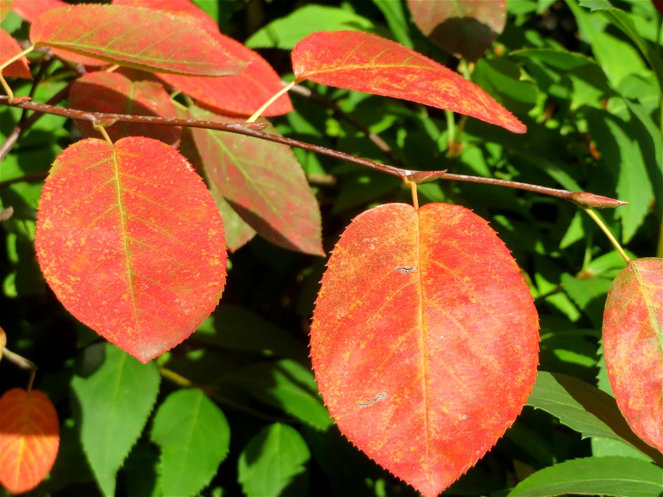 Kupfer-Felsenbirne (Amelanchier lamarckii) an der Bismarckstraße in Saarbrücken