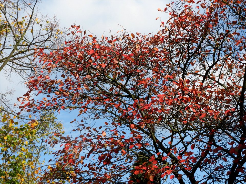 Kupfer-Felsenbirne (Amelanchier lamarckii) in Hockenheim