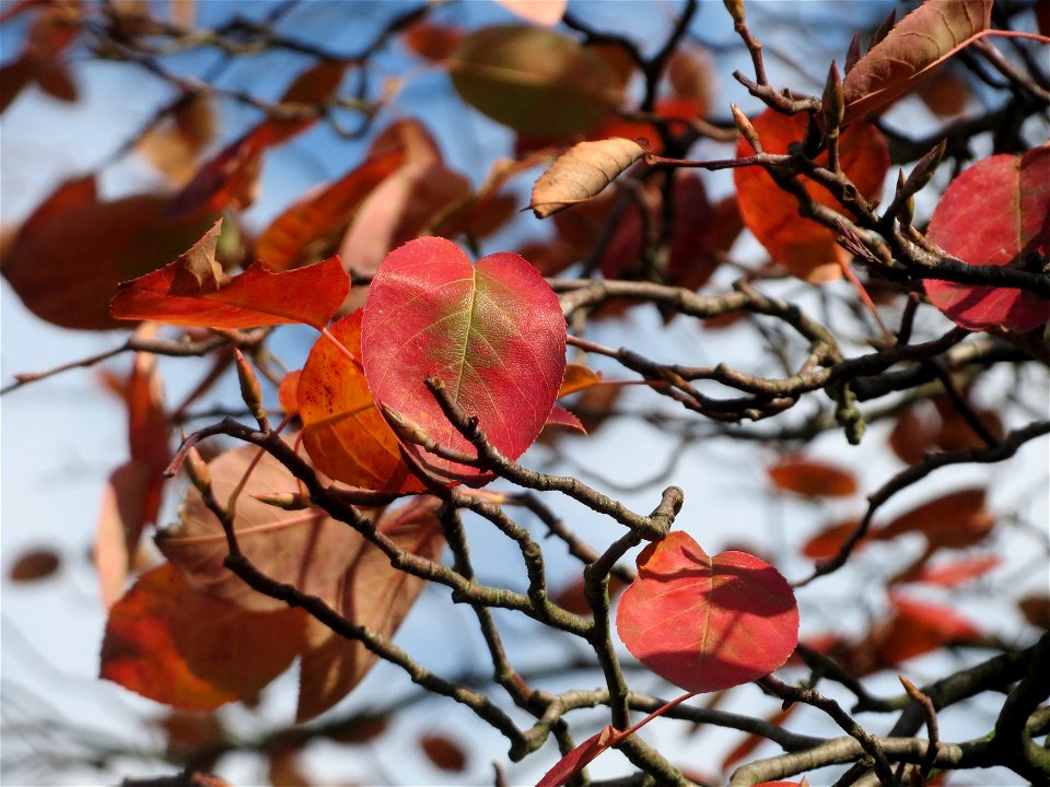 Kupfer-Felsenbirne (Amelanchier lamarckii) in Hockenheim