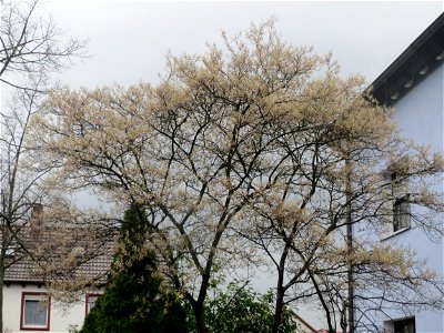 Kupfer-Felsenbirne (Amelanchier lamarckii) in Hockenheim