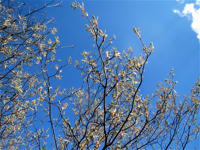 Kupfer-Felsenbirne (Amelanchier lamarckii) im Landesgartenschaupark Hockenheim