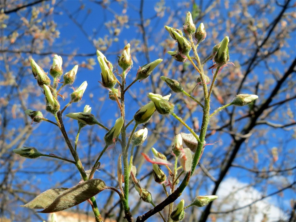 Kupfer-Felsenbirne (Amelanchier lamarckii) im Landesgartenschaupark Hockenheim