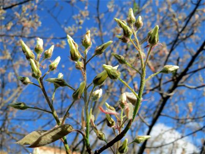 Kupfer-Felsenbirne (Amelanchier lamarckii) im Landesgartenschaupark Hockenheim
