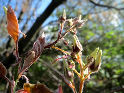 Kupfer-Felsenbirne (Amelanchier lamarckii) im Landesgartenschaupark Hockenheim