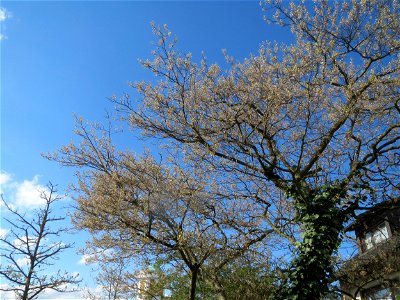 Kupfer-Felsenbirne (Amelanchier lamarckii) in Hockenheim