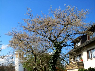 Kupfer-Felsenbirne (Amelanchier lamarckii) in Hockenheim