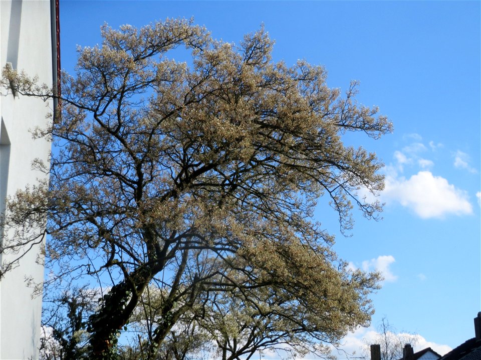 Kupfer-Felsenbirne (Amelanchier lamarckii) in Hockenheim