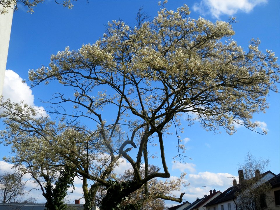 Kupfer-Felsenbirne (Amelanchier lamarckii) in Hockenheim