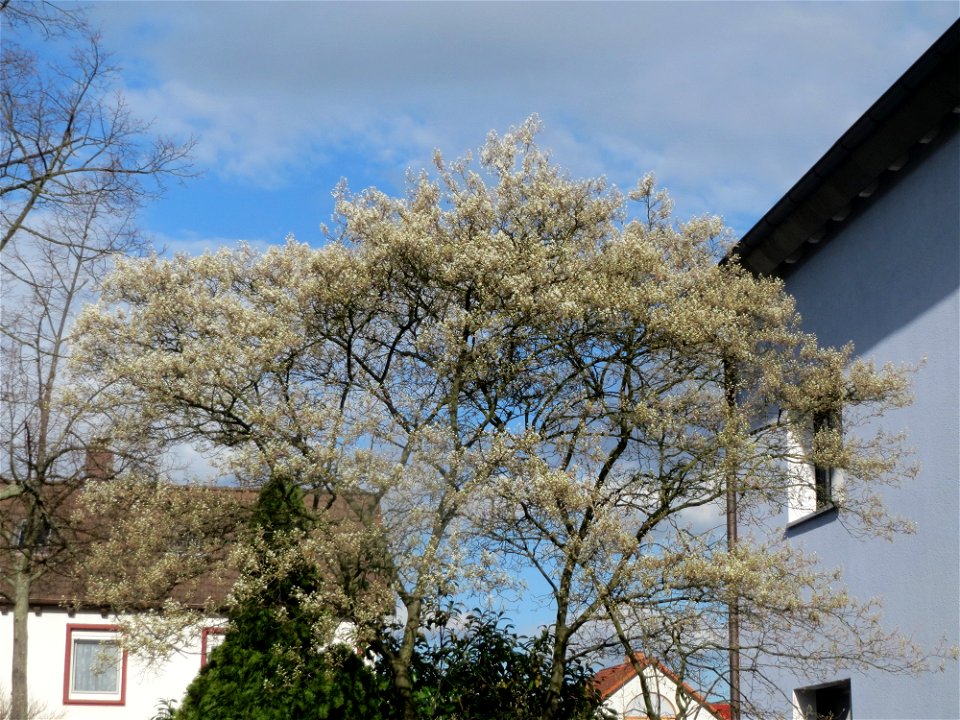 Kupfer-Felsenbirne (Amelanchier lamarckii) in Hockenheim