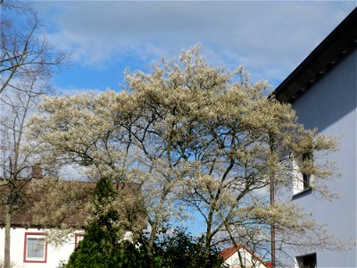 Kupfer-Felsenbirne (Amelanchier lamarckii) in Hockenheim