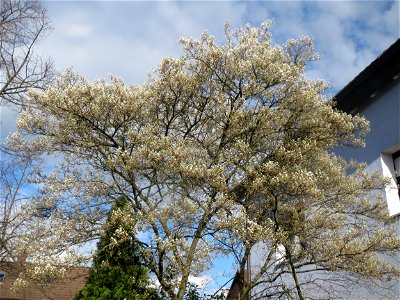 Kupfer-Felsenbirne (Amelanchier lamarckii) in Hockenheim
