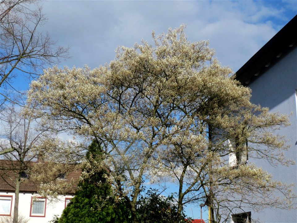 Kupfer-Felsenbirne (Amelanchier lamarckii) in Hockenheim