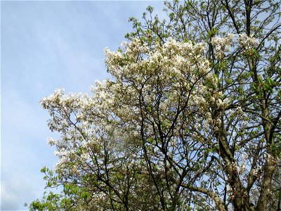 Kupfer-Felsenbirne (Amelanchier lamarckii) in Heidelberg