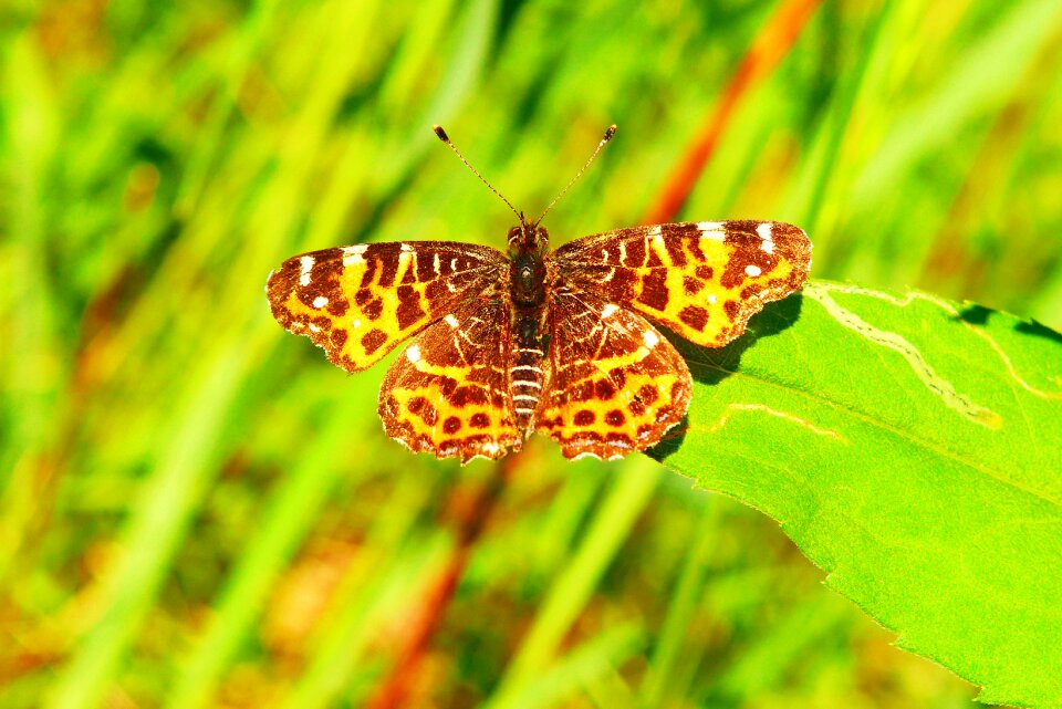 At the court of butterfly day nature