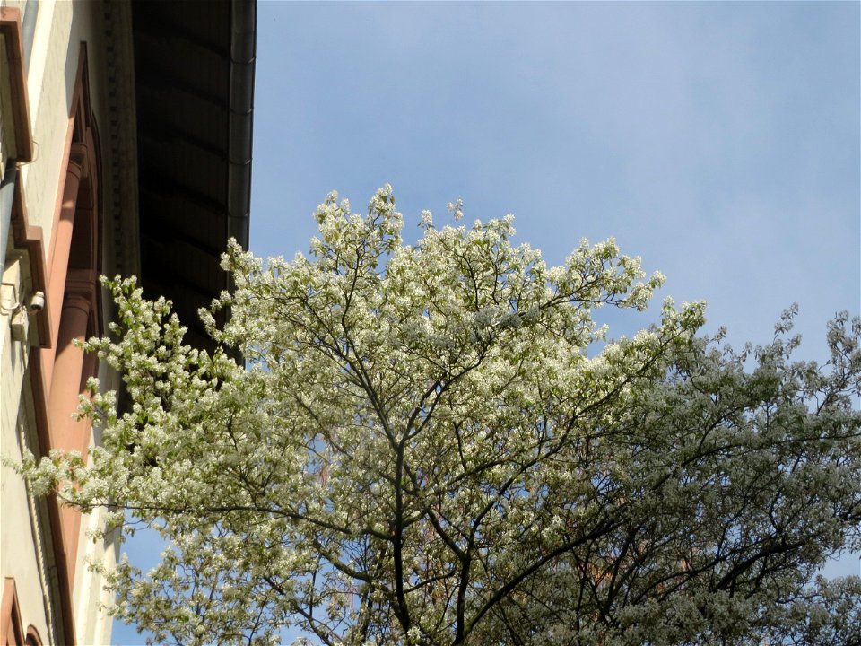 Kupfer-Felsenbirne (Amelanchier lamarckii) in Heidelberg
