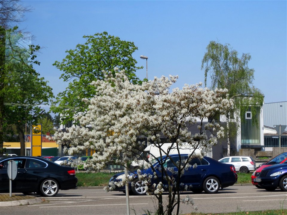 Kupfer-Felsenbirne (Amelanchier lamarckii) in Hockenheim-Talhaus