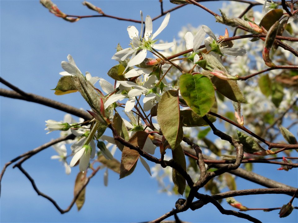 Kupfer-Felsenbirne (Amelanchier lamarckii) in Heidelberg