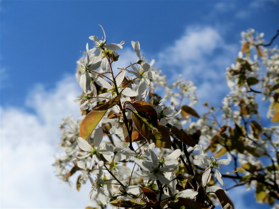 Kupfer-Felsenbirne (Amelanchier lamarckii) im Neuenheimer Feld in Heidelberg