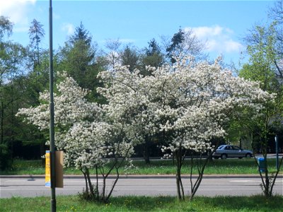 Kupfer-Felsenbirne (Amelanchier lamarckii) in Hockenheim-Talhaus