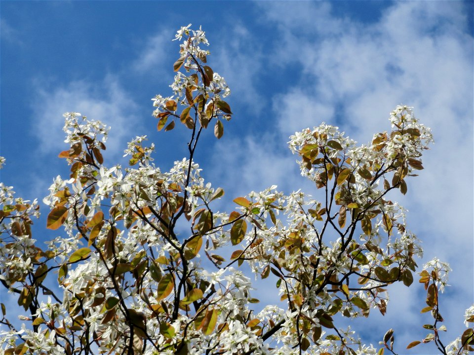 Kupfer-Felsenbirne (Amelanchier lamarckii) im Neuenheimer Feld in Heidelberg