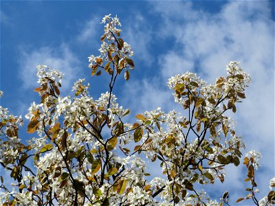 Kupfer-Felsenbirne (Amelanchier lamarckii) im Neuenheimer Feld in Heidelberg