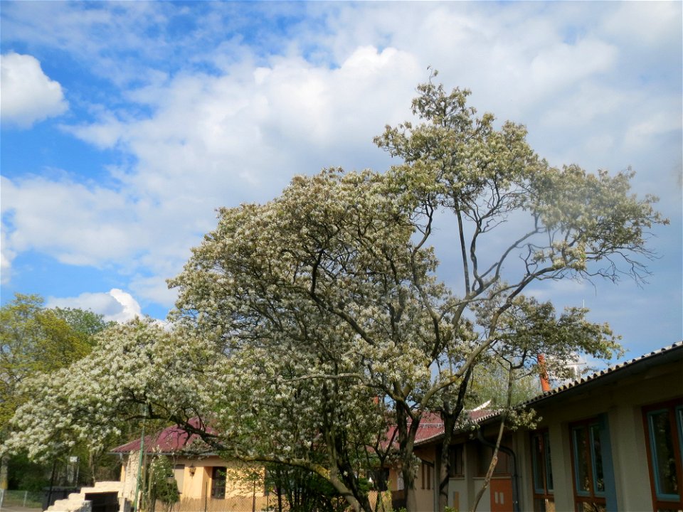 Kupfer-Felsenbirne (Amelanchier lamarckii) in Hockenheim