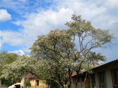 Kupfer-Felsenbirne (Amelanchier lamarckii) in Hockenheim