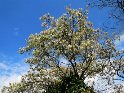 Kupfer-Felsenbirne (Amelanchier lamarckii) in Hockenheim