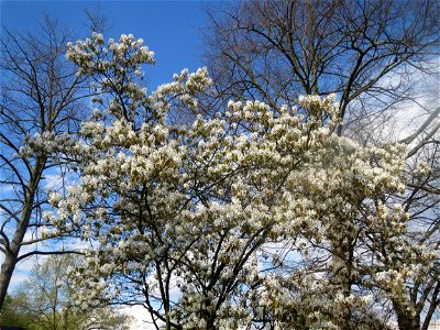 Kupfer-Felsenbirne (Amelanchier lamarckii) in Hockenheim