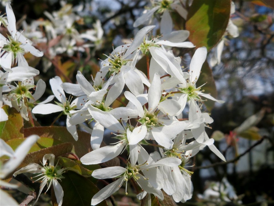 Kupfer-Felsenbirne (Amelanchier lamarckii) in Hockenheim