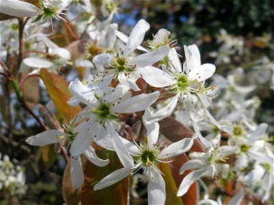 Kupfer-Felsenbirne (Amelanchier lamarckii) in Hockenheim