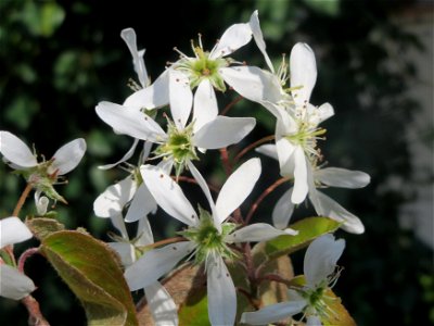 Kupfer-Felsenbirne (Amelanchier lamarckii) in Hockenheim