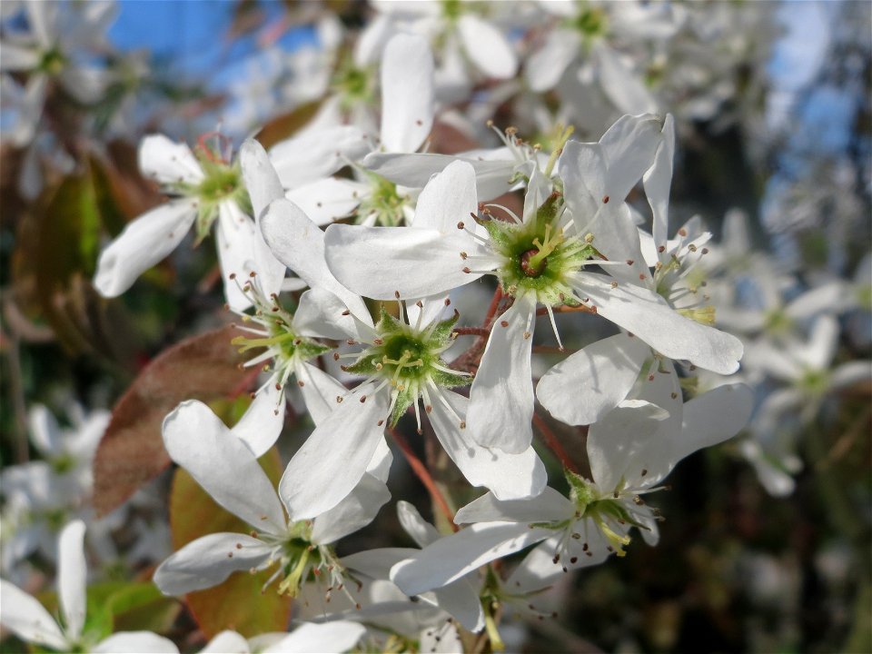 Kupfer-Felsenbirne (Amelanchier lamarckii) in Hockenheim