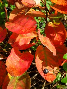 Kupfer-Felsenbirne (Amelanchier lamarckii) in Hockenheim