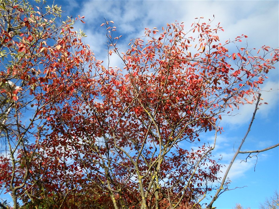 Kupfer-Felsenbirne (Amelanchier lamarckii) in Hockenheim