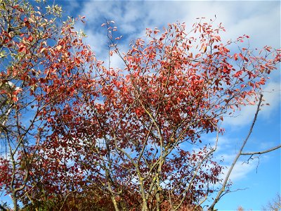 Kupfer-Felsenbirne (Amelanchier lamarckii) in Hockenheim