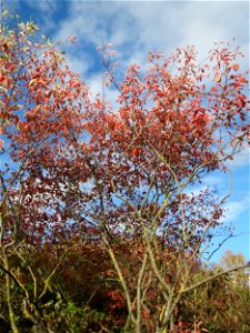 Kupfer-Felsenbirne (Amelanchier lamarckii) in Hockenheim