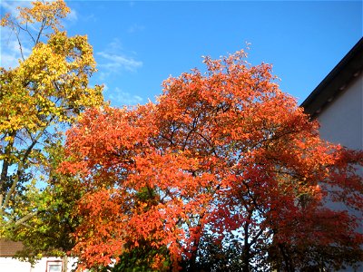 Kupfer-Felsenbirne (Amelanchier lamarckii) in Hockenheim